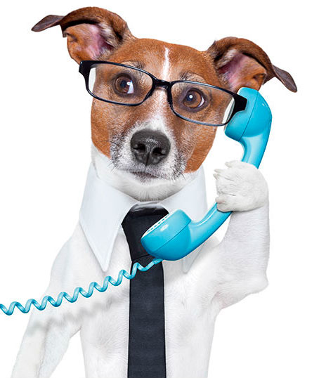 Cachorro no Telefone