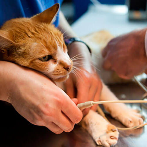 Eletrocardiograma Veterinario