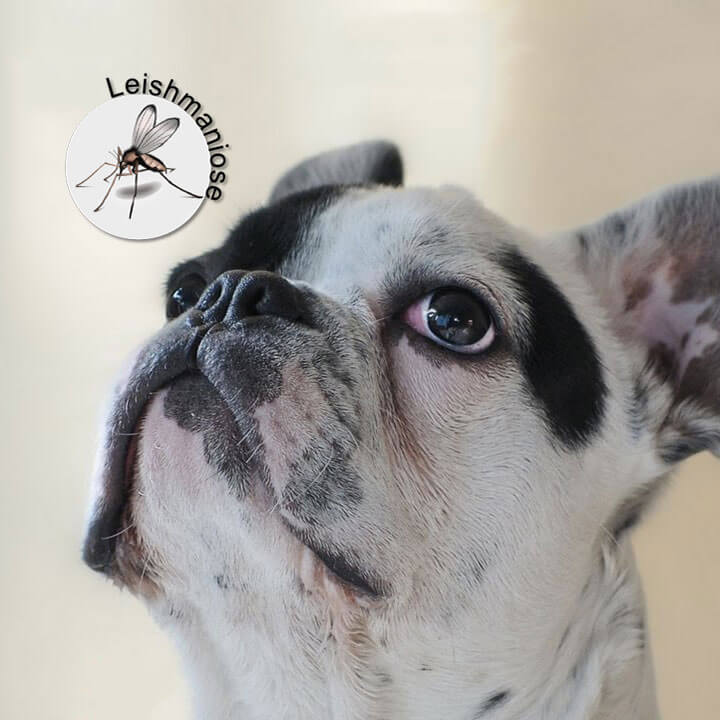 Leishmaniose Canina