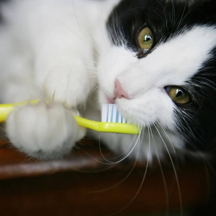 Limpeza de tartaro caes e gatos