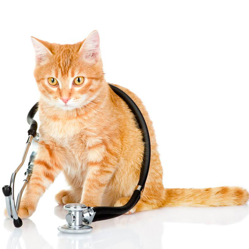 Risco Cirurgico em caes e gatos